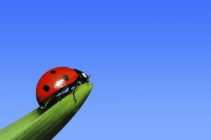 Lady bug perched on tip of green leaf