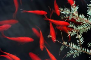 Picture of koi fish in pond